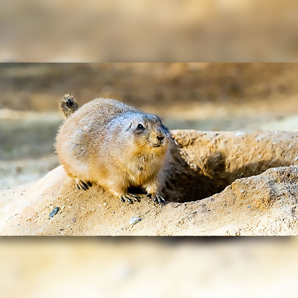 prairie-dogs