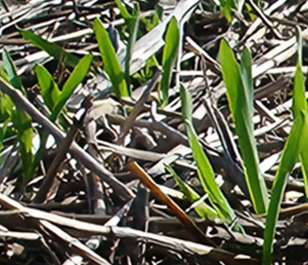 Pocket Gopher Damage Mounds