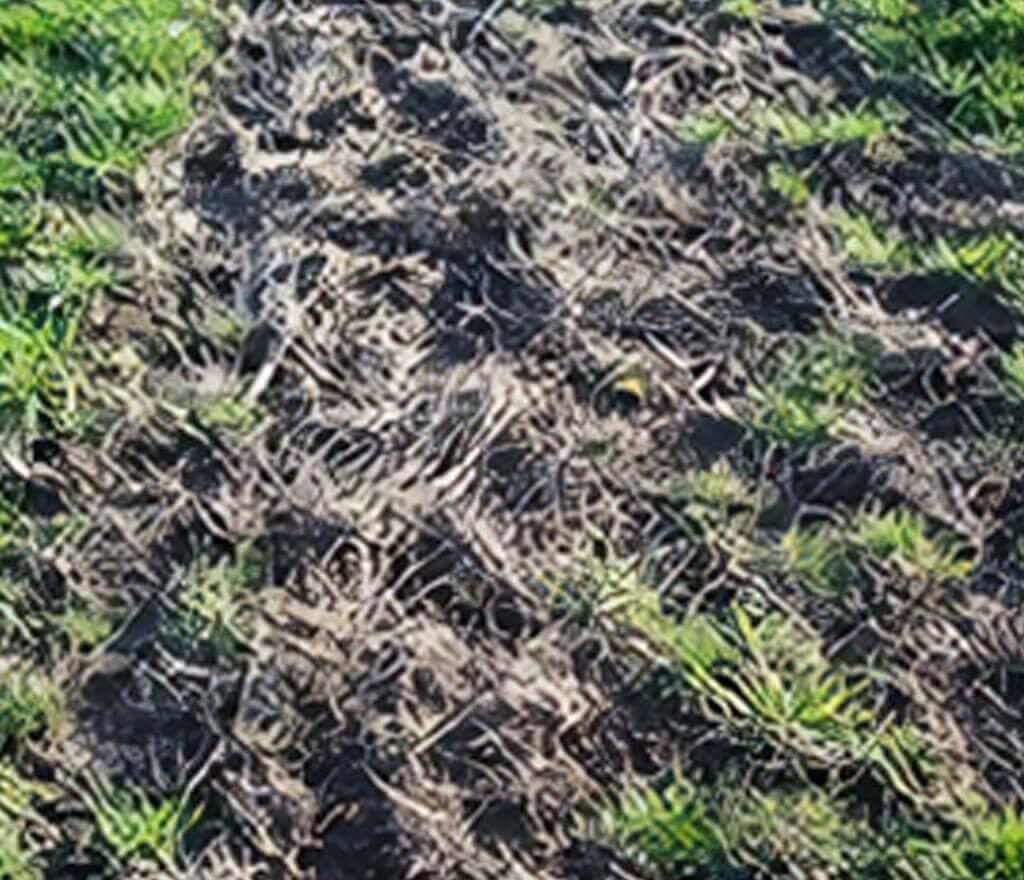 Pocket Gopher Damage Mounds