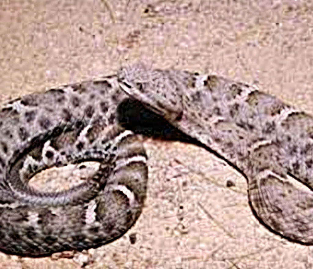 Mexican Snake