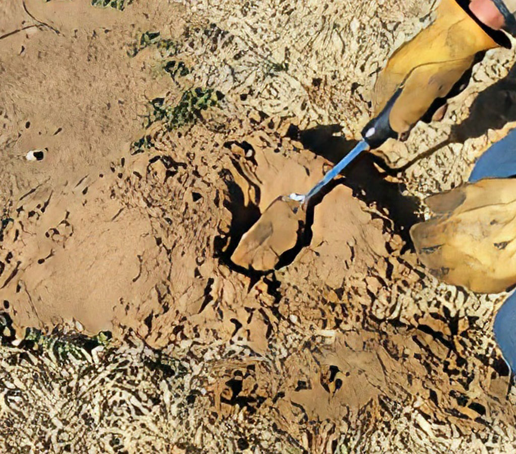 Pocket Gopher Damage Mounds