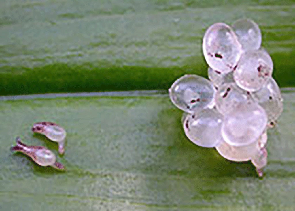 Snail Small Eggs