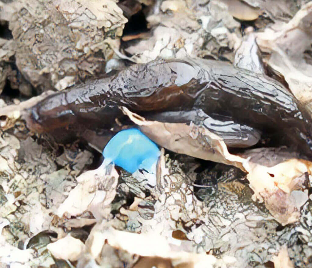 Pocket Gopher Damage Mounds