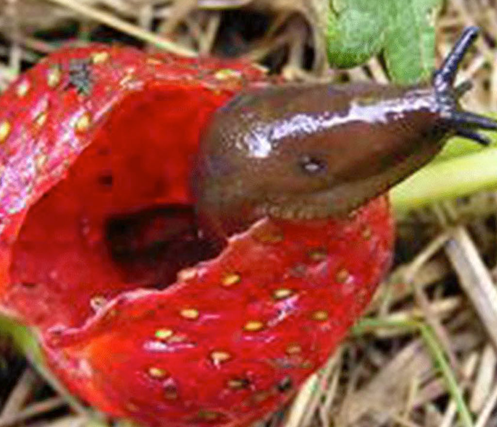 Snail Strawberry Damage