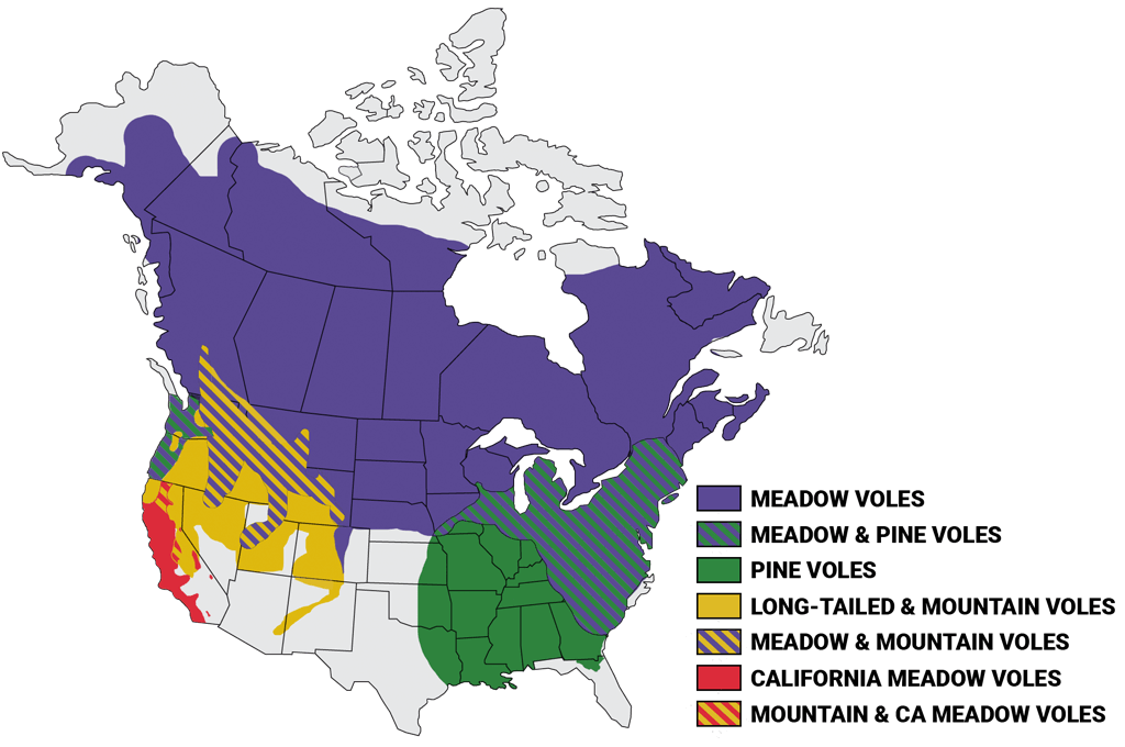 Vole Territory Map
