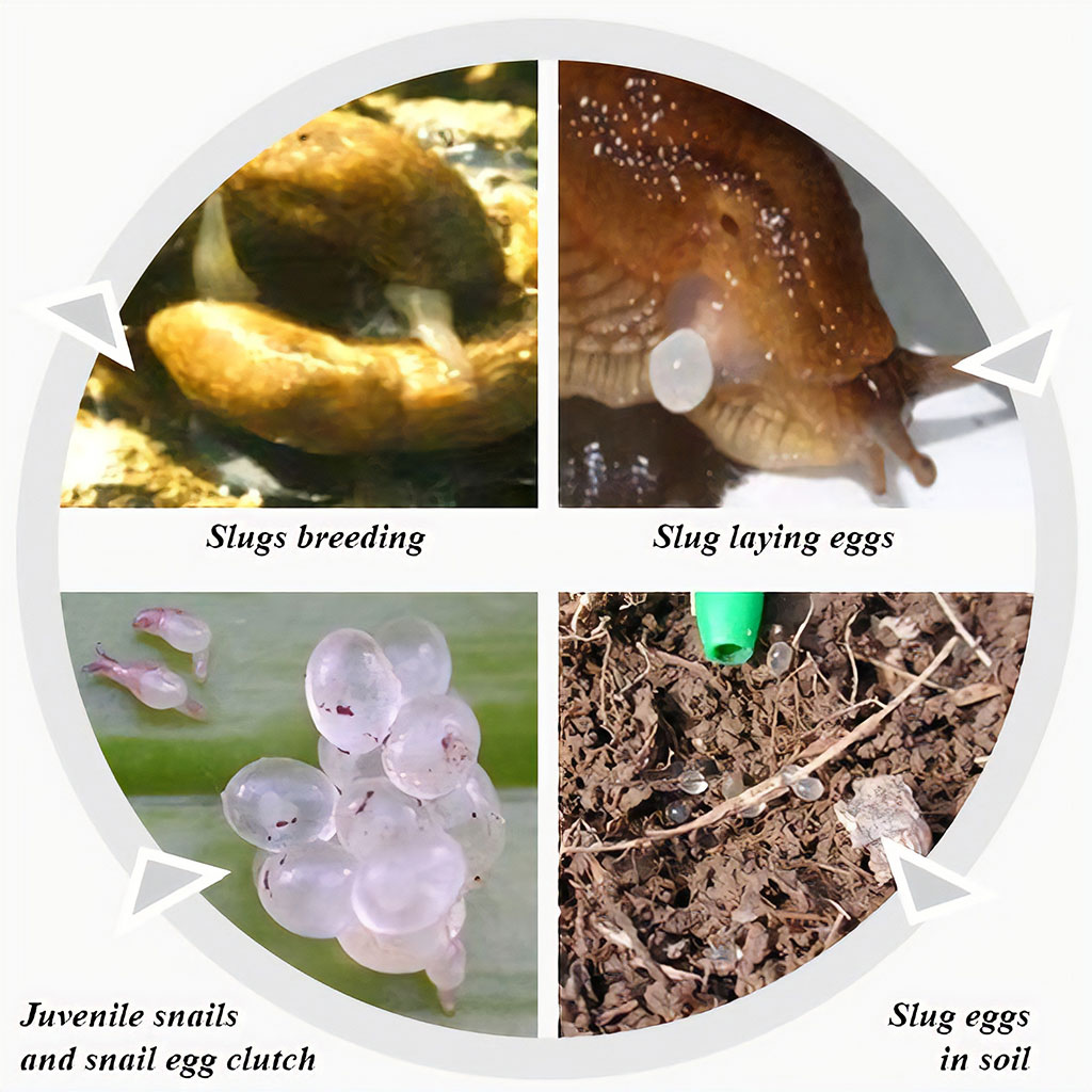 Mollusk Slugs Egg Development