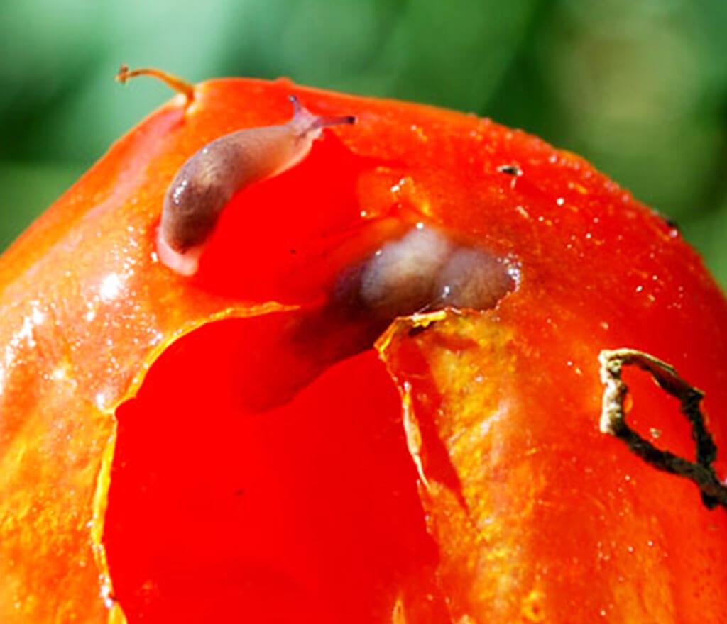 Slug Tomato Damage