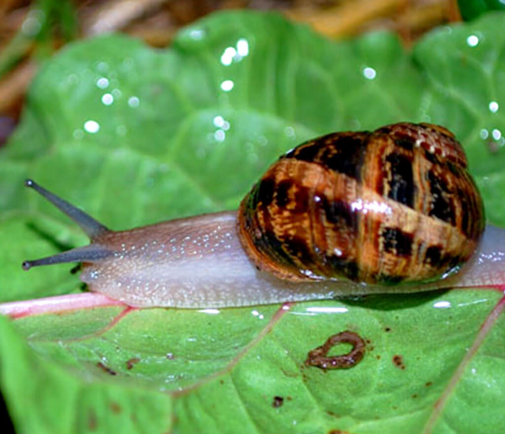 Snail Lettuce Damage