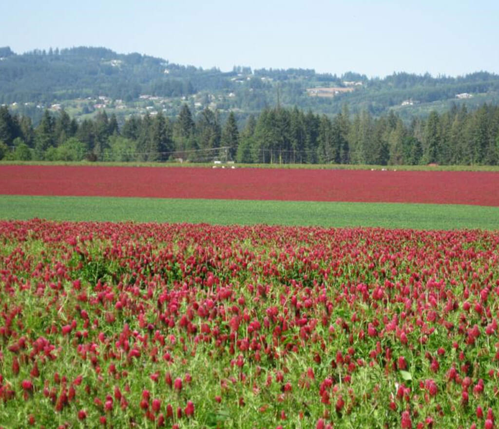 Clover Grown