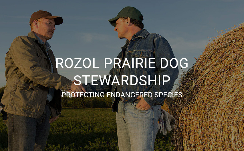 Rozol Prairie Dog Stewardship. Protecting endangered species.