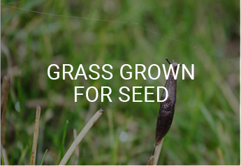 Grass Grown for Seed
