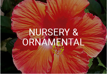 Nursery and Ornamental
