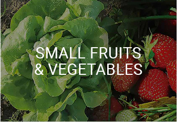 Small Fruits and Vegetables