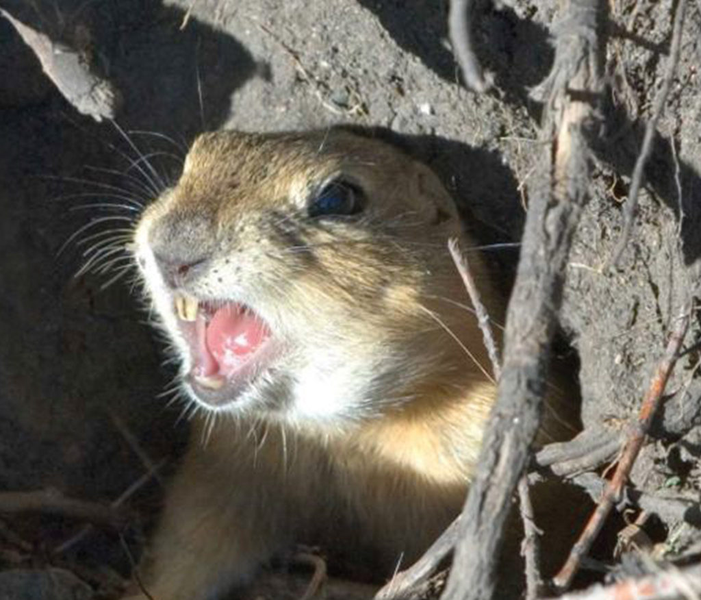 Rozol Ground Squirrel Bait