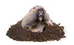 Pocket Gopher